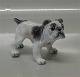 Dahl Jensen figurine 1135 English Bulldog (DJ) 10 cm
