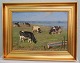 Cattle at the fields by Mariagerfjord Oil on Canvas 56 x 72 cm including the 
golden frame by Gunnar Bundgaard